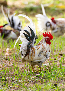 白班坦男性宠物场地鸡冠动物母鸡脚鸡乡村家禽灰色图片