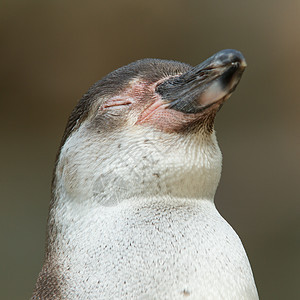 特写企鹅的密闭微笑燕尾服野生动物情调支撑荒野生活异国岩石游泳图片
