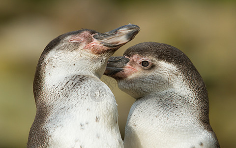 特写企鹅的密闭支撑生活情调游泳享受野生动物异国荒野动物园岩石图片