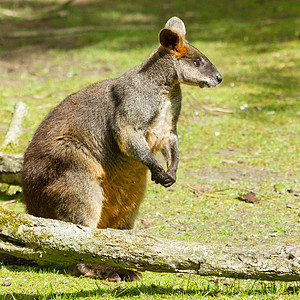 沼泽沃拉比在杜丘动物园婴儿荒野头发小袋鼠袋鼠动物群耳朵哺乳动物双色动物图片