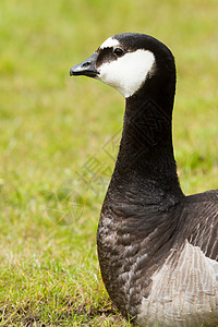 关上一只巨鹅翅膀黑色野生动物动物灰色水鸟白斑病羽毛藤壶图片