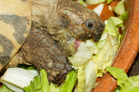 赫曼乌龟 海龟吃沙拉图片
