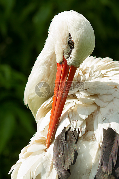 其自然栖息地中的斯托克自由动物群橙子脖子优美野生动物翅膀婴儿羽毛账单图片