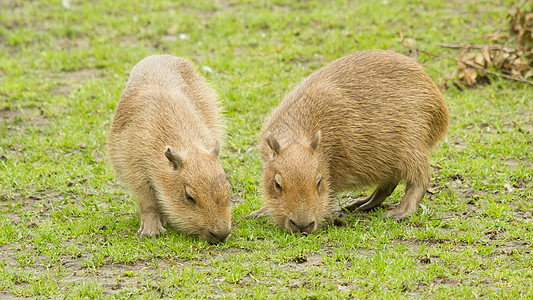 Capybara 水下水体草地哺乳动物水豚荒野水螅食草动物群毛皮羊毛太阳图片