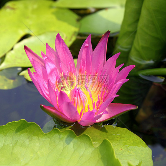 粉色莲花在夏天开花荷花美丽花瓣百合冥想植物反射紫色池塘花园图片