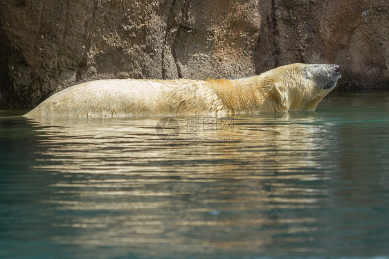 北上北极熊的紧闭白熊气候野生动物濒危食肉冰熊毛皮海事动物园冰川图片