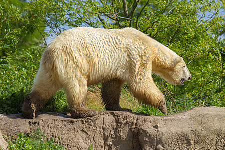特写北极熊冰熊毛皮白熊游泳濒危冰川海熊男性食肉野生动物哺乳动物图片