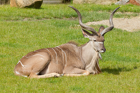 大Kudu 肖像荒野动物园牛角男性白色俘虏螺旋耳朵鲇鱼野生动物图片