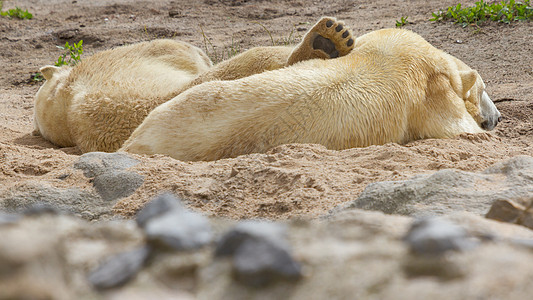 北上北极熊的紧闭海熊食肉白熊游泳毛皮哺乳动物动物野生动物濒危冰熊图片