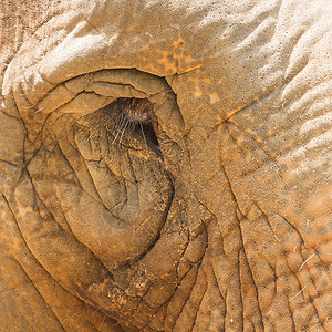 大象的眼睛细节 在越南动物园看着悲伤图片