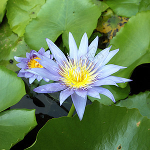 天然池塘中盛开的蓝色莲花植物群宏观叶子冥想异国植物百合环境荷花季节图片