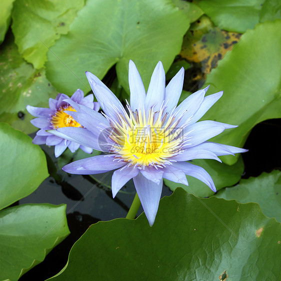 天然池塘中盛开的蓝色莲花植物群宏观叶子冥想异国植物百合环境荷花季节图片