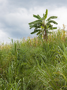 藏在丛林中的香蕉树营养植物农业植物群种植园农场叶子生长团体气候图片