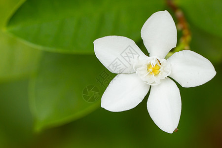 孤立的白花绿色环境花瓣植物学蚂蚁黄色叶子装饰品季节植物图片