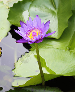 天然池塘中盛开的紫色莲花植物群异国公园百合植物蓝色植物学宏观花园冥想图片