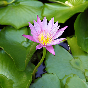 粉色莲花在夏天开花植物群紫色植物园艺冥想卡片植物学荷花美丽花园图片