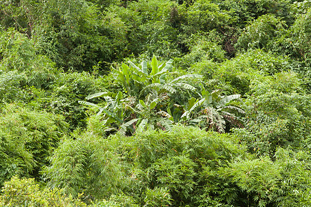 藏在丛林中的香蕉树植物群农业生长气候热带营养绿色花园水果团体图片