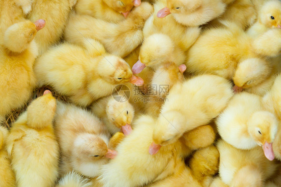 篮子里的小小鸡 在越南市场销售的农场新生家畜家禽雏鸟乐趣翅膀配种羽毛小鸡图片