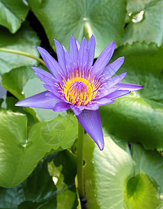 天然池塘中盛开的蓝色莲花荒野异国冥想热带宏观植物植物群公园季节百合图片