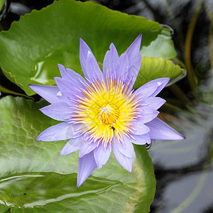 天然池塘里带着昆虫的盛开的蓝莲图片