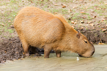 Capybara (水手) 在肮脏的游泳池中饮用图片