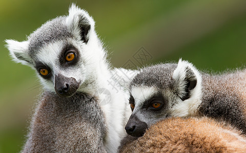 两个环尾狐猴(Lemur catta)图片