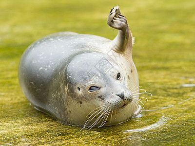 在水中沉积的普通海豹鼻孔晶须港口游泳太阳皱纹哺乳动物手臂毛皮鼻子图片