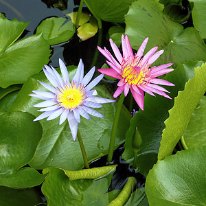 粉粉和蓝色莲花在莲花池中盛开植物宏观异国花瓣园艺紫色荷花花园百合叶子图片