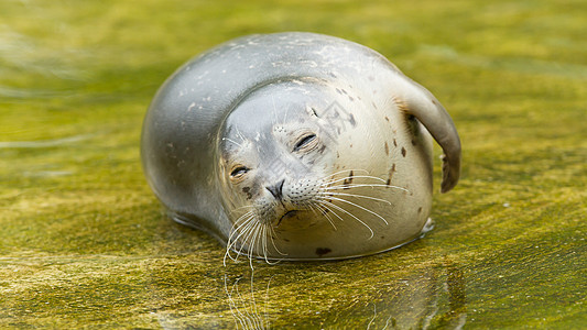 在水中沉积的普通海豹游泳休息毛皮生活海岸线港口动物鼻子太阳晶须图片
