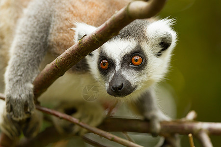 环尾狐猴Lemur catta荒野野生动物黑与白毛皮尾巴动物园灵长类卡塔动物条纹图片