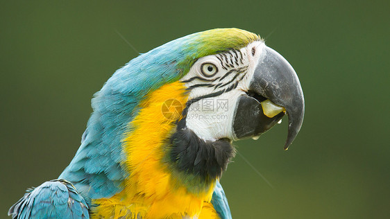 特写金刚鹦鹉情调丛林动物园日志动物群羽毛果汁动物鹦鹉宠物图片