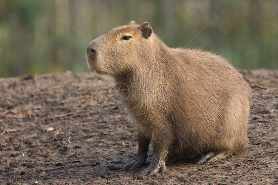 Capybara(水下水文动物)休息图片