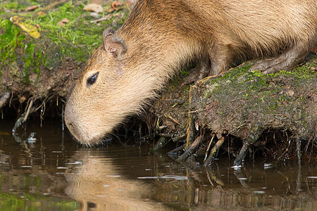 Capybara(水下水体)饮用图片