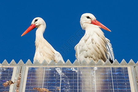 站在太阳能电池板上的对等的白动物蓝色动物群荒野自由动物园集电极资源成人环境图片