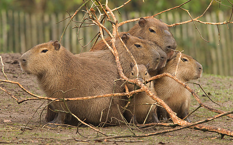 Capybara (水下动物) 覆盖图片