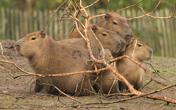 Capybara (水下动物) 覆盖图片