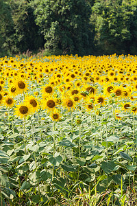 阳光下许多向日向日葵的田地和浅浅叶子阳光农场种子植物群花粉文化晴天场地农业图片