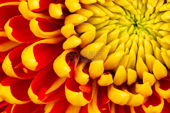 黄色 Dahlia 孤立花花园叶子植物植物学金子植物群生长花瓣美丽花粉图片