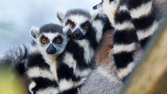 环尾狐猴Lemur catta黑与白卡塔荒野警报动物眼睛毛皮野生动物动物园哺乳动物图片