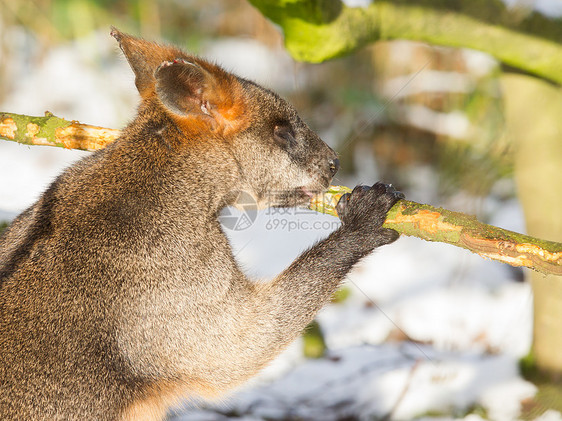 沼泽沃拉比在雪中 吃饭动物群动物哺乳动物母亲濒危耳朵动物园双色头发小袋鼠图片