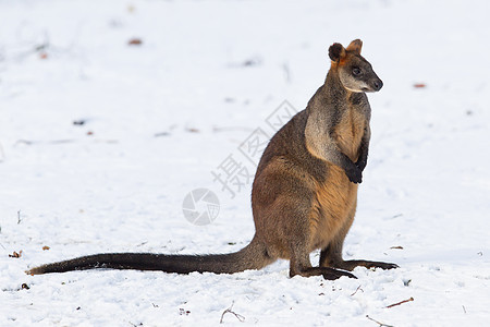 雪中沼泽沃拉比濒危动物园哺乳动物耳朵袋鼠动物群小袋鼠母亲荒野动物图片