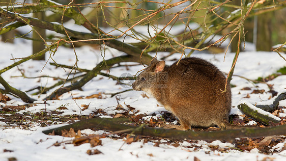在雪中袋鼠荒野小袋动物母亲小袋鼠动物群哺乳动物濒危毛皮图片