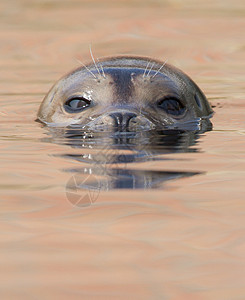 普通海豹在游泳图片