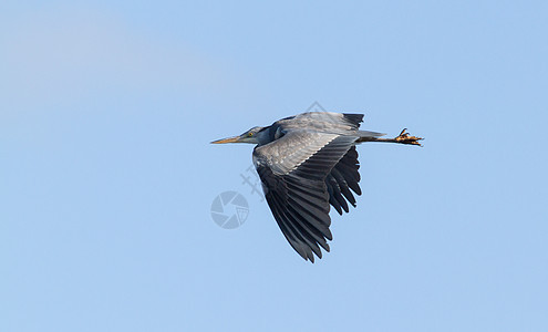 蓝色大海绵飞翔波峰生活动物群涉水猎人沼泽眼睛库存飞行脖子图片