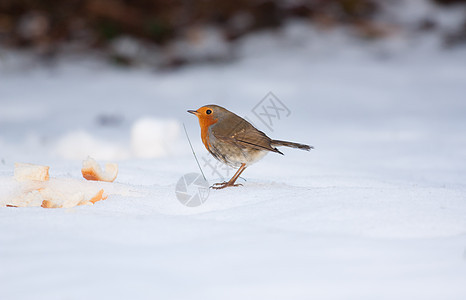 冻雪上的罗宾图片