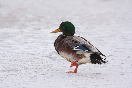 冰上野鸭水禽环境男性公园脊椎动物免版税游泳照片羽毛库存图片