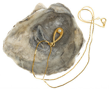 金项链 牡蛎壳里有珍珠宝藏团体海洋动物珠宝奢华黄色织物宝石白色图片