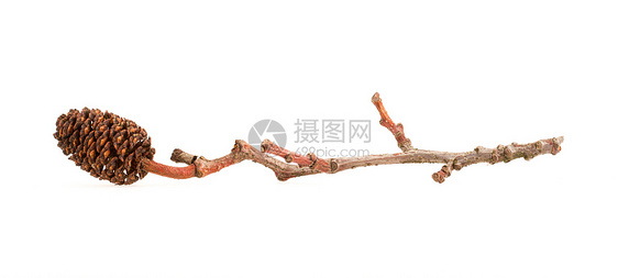 分支上的 Alder 锥形阳光锥体枝条衬套白色生长植物群棕色环境松果图片