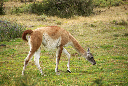 智利瓜纳科草原动物野生动物乡村大草原动物群荒野农村哺乳动物骆驼图片