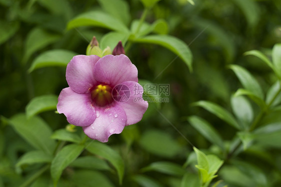 阿拉曼花朵香味花园粉色植物热带喇叭藤蔓阳光叶子雨滴图片